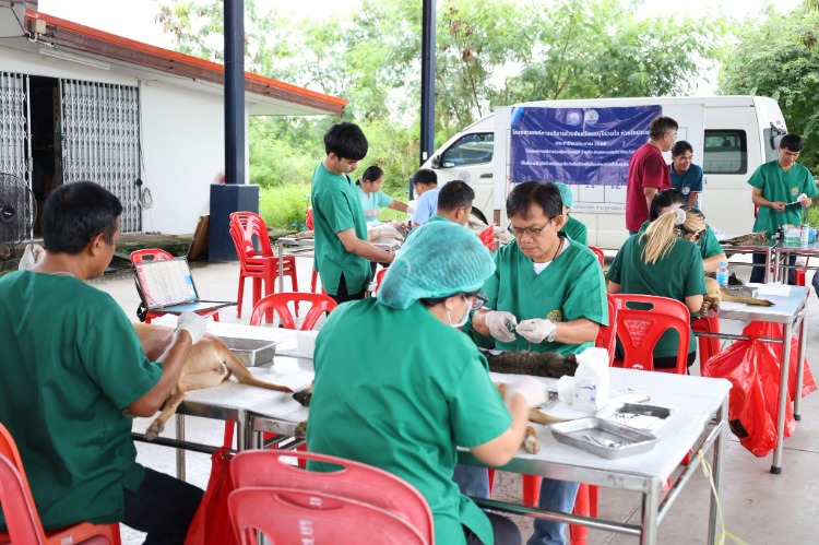 ทำหมันสุนัขและแมว โครงการองค์การบริหารส่วนจังหวัดชลบุรีร่วมใจ ห่วงใยประชาชน 2568